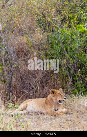 Jeune lionne dans un épais buisson le Masai Mara. Le Kenya, l'Afrique Banque D'Images