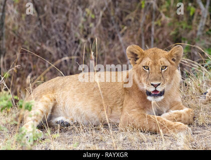 Portrait d'une jeune lionne dans un épais buisson le Masai Mara. Le Kenya, l'Afrique Banque D'Images