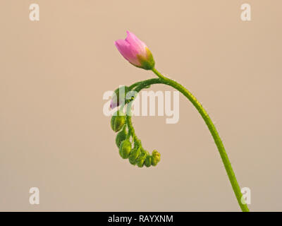 Petite fleur rose de Cape sundew Drosera capensis (usine) sur flowerspike curling contre fond uni - Cumbria, Angleterre, Royaume-Uni Banque D'Images