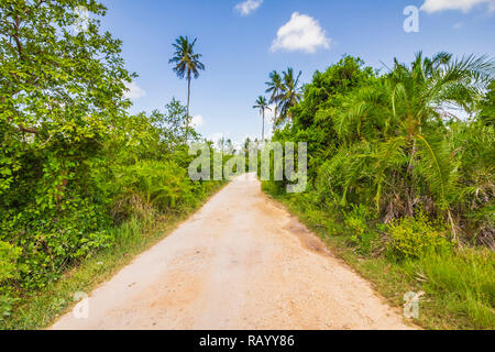 Jungle tropicale forêt avec sentier pédestre et de palmiers sur une journée ensoleillée, le parc national de Jozani et de la baie Chwaka, Zanzibar, Tanzanie Banque D'Images