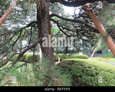 Photo dans les jardins de l'Est du Palais Impérial de Tokyo Gardens montrant un gros plan d'un vieil arbre tronc et les supports en bois robuste Banque D'Images