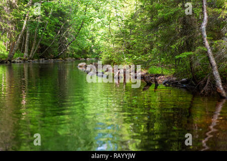 Canal du lac-canal du système sur l'Île Solovetsky Big Island Solovki. Archipel Solovetsky, Moscow, Russie Banque D'Images