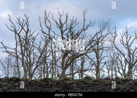 Arbres osseux, bouleaux osseux debout sur la côte de la mer Baltique allemande près de Zingst. Ils appartiennent au parc national et font partie de la soi-disant Fores de Pâques Banque D'Images