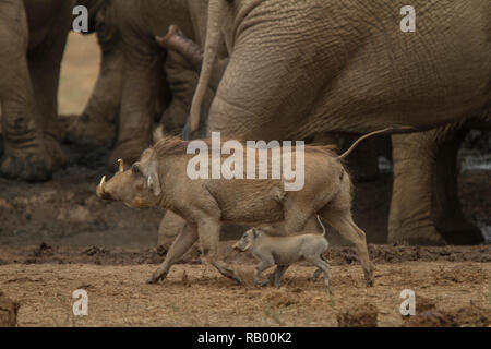 Mère et bébé phacochère un étang avec l'approche des éléphants au Parc National des éléphants d'Addo, Eastern Cape, Afrique du Sud Banque D'Images