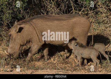 Phacochère bébés boivent de la mère à l'Addo Elephant National Park, Eastern Cape, Afrique du Sud Banque D'Images