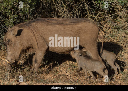 Phacochère bébés boivent de la mère à l'Addo Elephant National Park, Eastern Cape, Afrique du Sud Banque D'Images