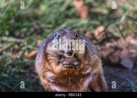 Vue détaillée d'un drôle de rongeur, chien de prairie, genre Cynomys, sur l'herbe du parc Banque D'Images