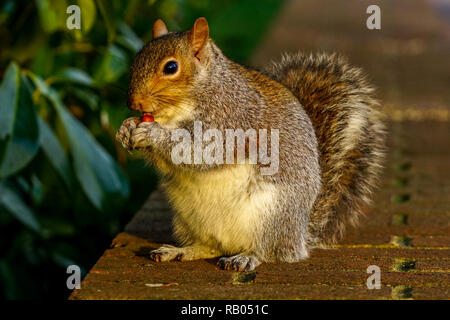 UK. 5 janvier 2018. La population du Royaume-Uni, des écureuils gris sont de la graisse comme ils poubelles pour raid supprimés de la malbouffe. L'écureuil mignon qui mange une mauvaise alimentation Crédit : Duncan Penfold/Alamy Live News Banque D'Images