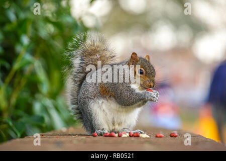 UK. 5 janvier 2018. La population du Royaume-Uni, des écureuils gris sont de la graisse comme ils poubelles pour raid supprimés de la malbouffe. L'écureuil mignon qui mange une mauvaise alimentation Crédit : Duncan Penfold/Alamy Live News Banque D'Images