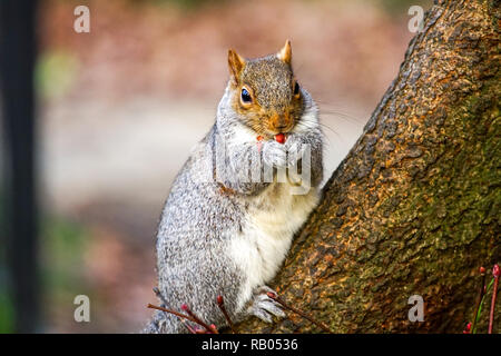 UK. 5 janvier 2018. Population d'écureuils gris sont de la graisse comme ils poubelles pour raid supprimés de la malbouffe. L'écureuil mignon manger une alimentation malsaine. Credit : Duncan Penfold/Alamy Live News Banque D'Images