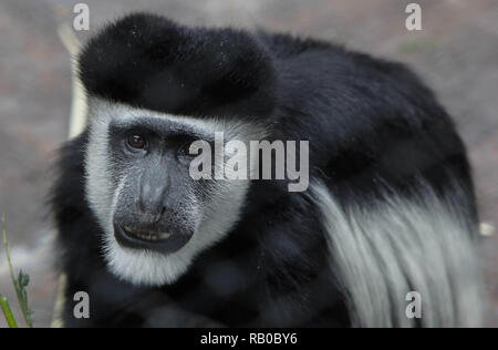 Malang, l'Est de Java, Indonésie. 4 janvier, 2019. Owa Ungko monkey (Hylobates agilis) est considéré à l'Batu Zoo Secret. Attractions touristiques modernes et les zoos situé sur le terrain de 14 hectares font partie du parc Jatim 2 qui possède une collection d'animaux de diverses parties du monde. Credit : Adriana Adinandra SOPA/Images/ZUMA/Alamy Fil Live News Banque D'Images