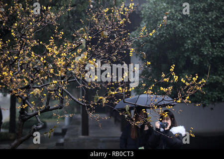 Yangzhou, Chine, province de Jiangsu. 5e Jan, 2019. Les touristes de prendre des photos de fleurs à Shouxihu wintersweet Lake scenic spot à Yangzhou City, province de Jiangsu, Chine orientale, du 5 janvier 2019. Credit : Meng Delong/Xinhua/Alamy Live News Banque D'Images