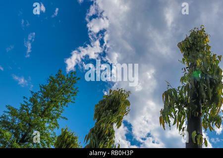 Ciel bleu et de nuages vue à travers les arbres, après la pluie sky Banque D'Images