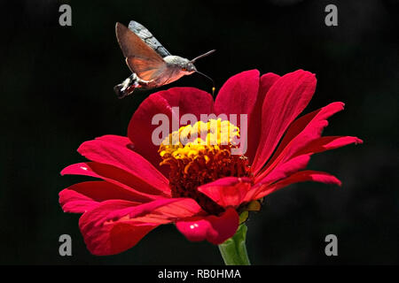 Papillon des oiseaux, Kazakhstan. Banque D'Images
