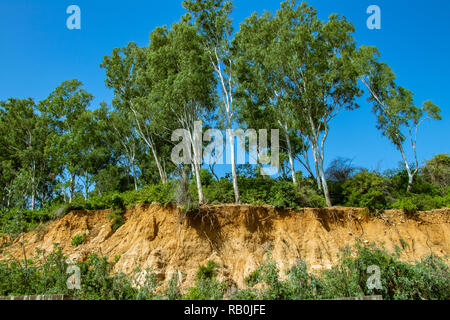 En raison de travaux de terrassement au cours de rendre les routes de l'érosion du sol et les racines des arbres ouvert Banque D'Images