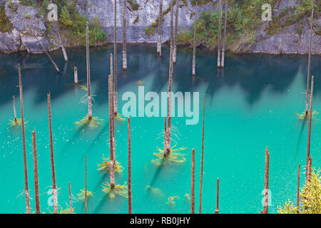 Lac Kaindy au Kazakhstan connu aussi sous le nom de lac Birch Tree ou sous-marins, des forêts avec des troncs sortant de l'eau. Banque D'Images