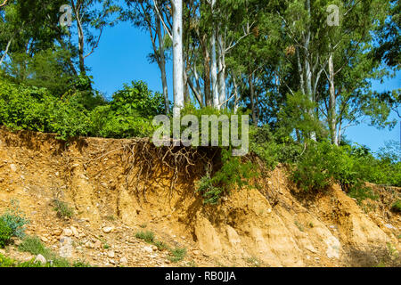 En raison de travaux de terrassement au cours de rendre les routes de l'érosion du sol et les racines des arbres ouvert Banque D'Images