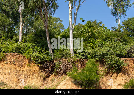 En raison de travaux de terrassement au cours de rendre les routes de l'érosion du sol et les racines des arbres ouvert Banque D'Images