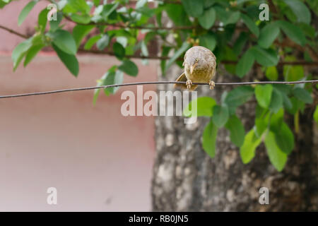 Réglage d'oiseaux sur le dessus de la branche d'arbre, sur fond d'arbres blury Banque D'Images