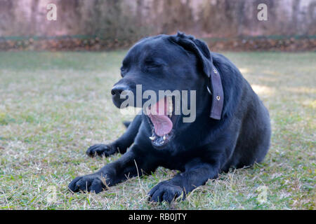 Chien labrador noir seul paramètre dans l'herbe, le bâillement montrant somnolent Banque D'Images