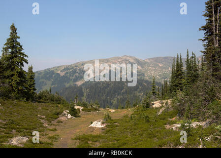 Les alpages d'été en haut de la montagne trophée dans le parc provincial Wells Gray, British Columbia, Canada Banque D'Images