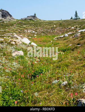 Les alpages d'été en haut de la montagne trophée dans le parc provincial Wells Gray, British Columbia, Canada Banque D'Images