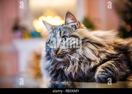 Norwegian Forest cat moelleux à l'intérieur portrait intérieur Banque D'Images