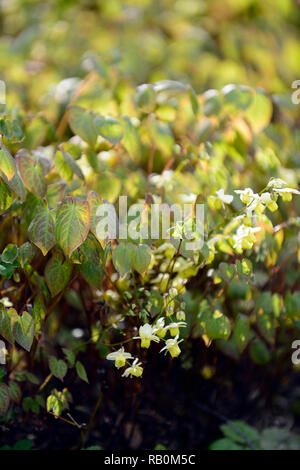 Epimedium x versicolor sulphureum,fleurs,jaune,,vivaces,barrenwort,ombre,printemps,ombragé ombré,Floral,RM Banque D'Images