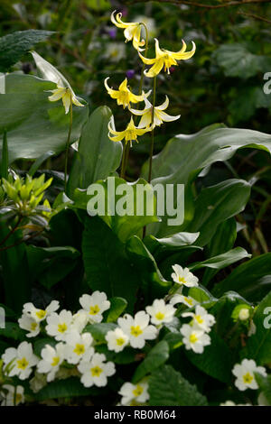 Primula vulgaris,erythronium pagoda,jaune,primevère primevères,crème,blanc,fleurs,fleurs,fleurs,printemps,jardins,jardin,ombre,ombragée,,ombragé,woodl Banque D'Images