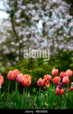 Tulipa menton menton tulipe tulipes,,,tulip, orange, rouge,pêche,fleurs,fleurs,Magnolia stellata,background,diffuser,la profondeur de champ étroit, faible profondeur de fi Banque D'Images