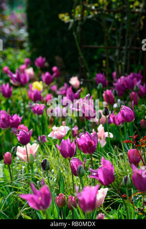 Tulipa tulipe,bourgogne bourgogne,rose,tulip tulipa Chine Chine,Lily rose tulipes fleuris,de,mixte,association,fleurs,Fleurs,RM printemps Banque D'Images