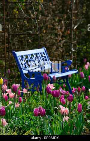 Tulipa tulipe,bourgogne bourgogne,rose,tulip tulipa Chine Chine,Lily rose tulipes fleuris,de,mixte,association,fleurs,printemps,banc bleu,bleu,seat,seati Banque D'Images