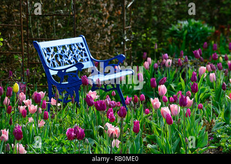 Tulipa tulipe,bourgogne bourgogne,rose,tulip tulipa Chine Chine,Lily rose tulipes fleuris,de,mixte,association,fleurs,printemps,banc bleu,bleu,seat,seati Banque D'Images