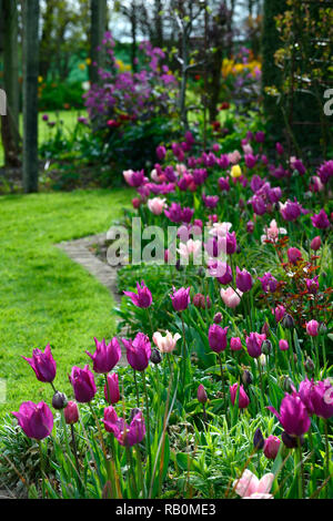 Tulipa tulipe,bourgogne bourgogne,rose,tulip tulipa Chine Chine,Lily rose tulipes fleuris,de,mixte,association,fleurs,,printemps,lit,RM affichage Flor Banque D'Images