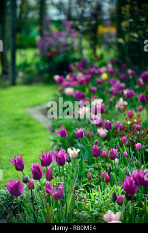 Tulipa tulipe,bourgogne bourgogne,rose,tulip tulipa Chine Chine,Lily rose tulipes fleuris,de,mixte,association,fleurs,,printemps,lit,RM affichage Flor Banque D'Images