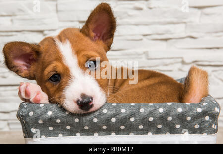 Chien chiot Basenji drôle dans le panier Banque D'Images