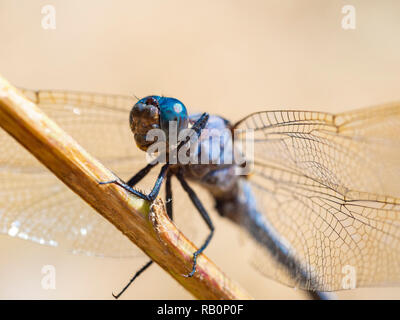 Libellule Orthetrum coerulescens réchauffement dans le soleil par un froid matin d'été Banque D'Images