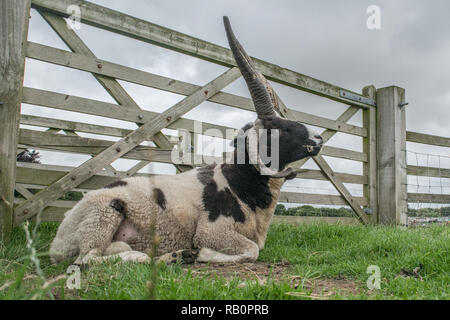 Ram sur une ferme de moutons mâles adultes, de vous détendre dans l'herbe, UK Banque D'Images