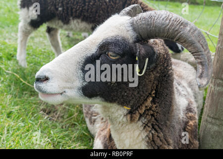 Ram sur une ferme de moutons mâles adultes, de vous détendre dans l'herbe, UK Banque D'Images