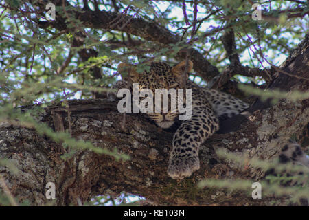 Leopard reposant sur un arbre dans le Serengeti Banque D'Images