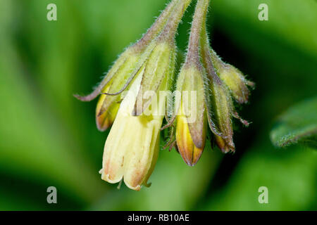 Comfrey, probablement la comfrey tubéreuse (symphytum tuberosum), gros plan d'une seule tête de fleur. Banque D'Images