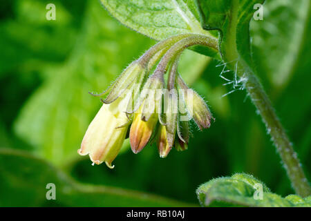 Comfrey, probablement la comfrey tubéreuse (symphytum tuberosum), gros plan d'une seule tête à fleurs. Banque D'Images
