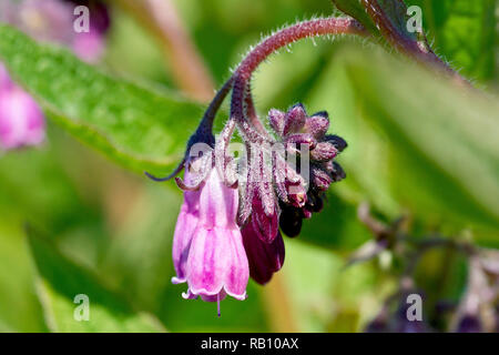 Comfrey, probablement l'espèce hybride russe Comfrey (symphytum x uplandicum), gros plan d'une seule tête de fleur. Banque D'Images