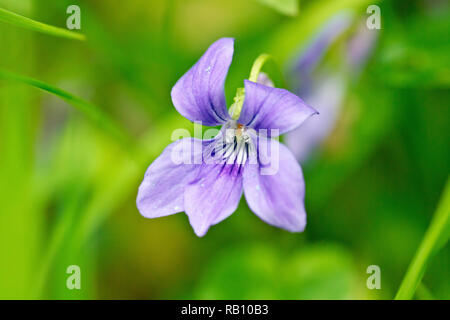 Chien commun-violette (Viola riviniana), gros plan d'une fleur solitaire poussant dans l'herbe longue. Banque D'Images