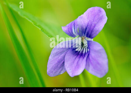 Chien commun-violette (Viola riviniana), gros plan d'une fleur solitaire. Banque D'Images