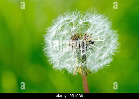 Seedhead pissenlit (Taraxacum officinale), close up d'une usine de contre-jour avec une faible profondeur de champ. Banque D'Images