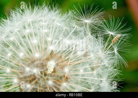Seedhead pissenlit (Taraxacum officinale), close up du bord extérieur montrant seeds commence à se libérer. Banque D'Images