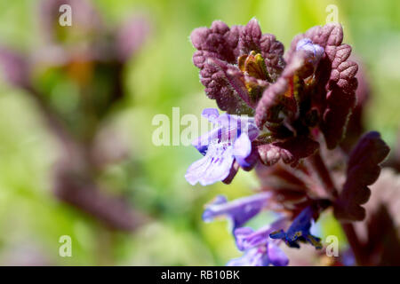 Le lierre terrestre (Glechoma hederacea), près d'une usine où le petit purpleish, bleuté, fleurs et feuilles. Banque D'Images