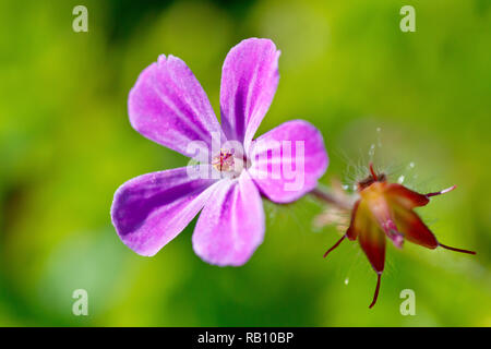 Herb-Robert (Geranium robertianum), gros plan d'une fleur simple avec des restes d'une fleur morte à côté de lui. Banque D'Images