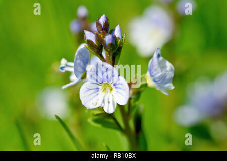 Véronique à feuilles (Veronica serpyllifolia sabline), close up de la minuscule des fleurs dans l'herbe au bord d'un parc. Banque D'Images